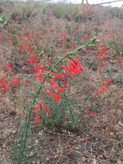 Ipomopsis aggregata collina
