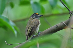 Picumnus exilis pernambucensis