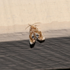 Holocryptis phasianura