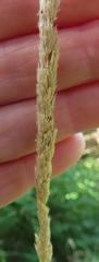 Agrostis exarata