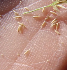 Agrostis exarata