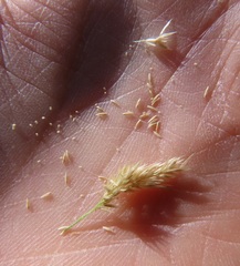 Agrostis exarata