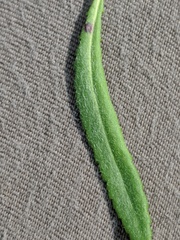 Packera paupercula pseudotomentosa