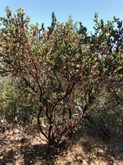 Arctostaphylos pallida