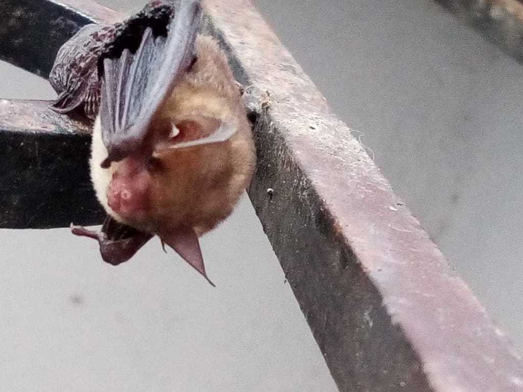 Chauve-souris jaune du Yucatán (Rhogeessa aenea)
