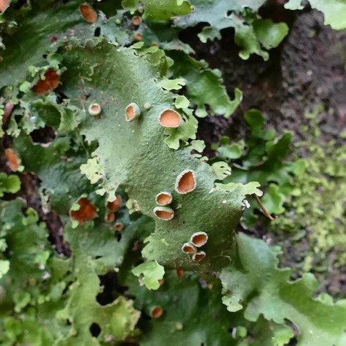 Ricasolia virens