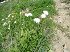 Valeriana occidentalis