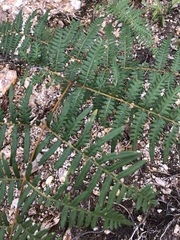 Pteridium caudatum