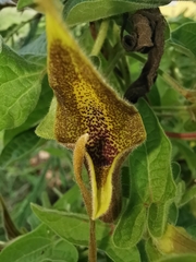 Aristolochia pringlei