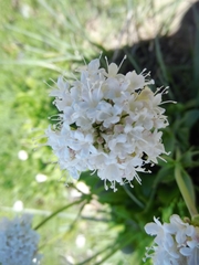 Valeriana occidentalis