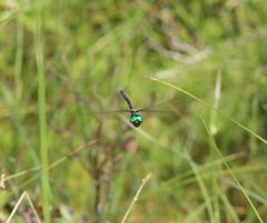 Somatochlora forcipata