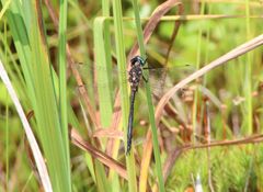 Somatochlora forcipata