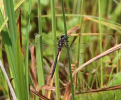 Somatochlora forcipata