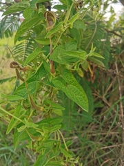 Aristolochia pringlei