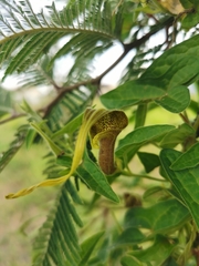 Aristolochia pringlei