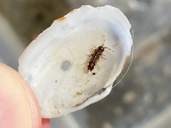 Synidotea laticauda