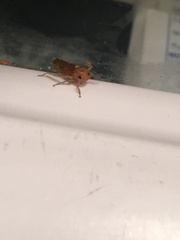 Ponana rubida