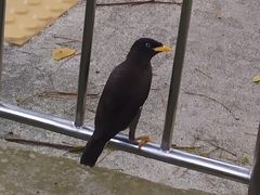 Acridotheres javanicus