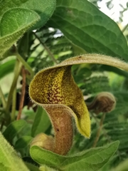 Aristolochia pringlei