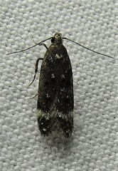 Chionodes lophosella