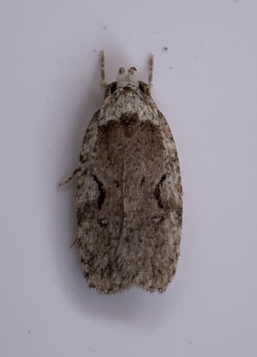 Curved-lined Agonopterix Moth photo 2