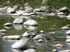 Calidris pusilla