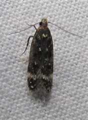 Chionodes lophosella