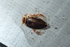 Coptotomus