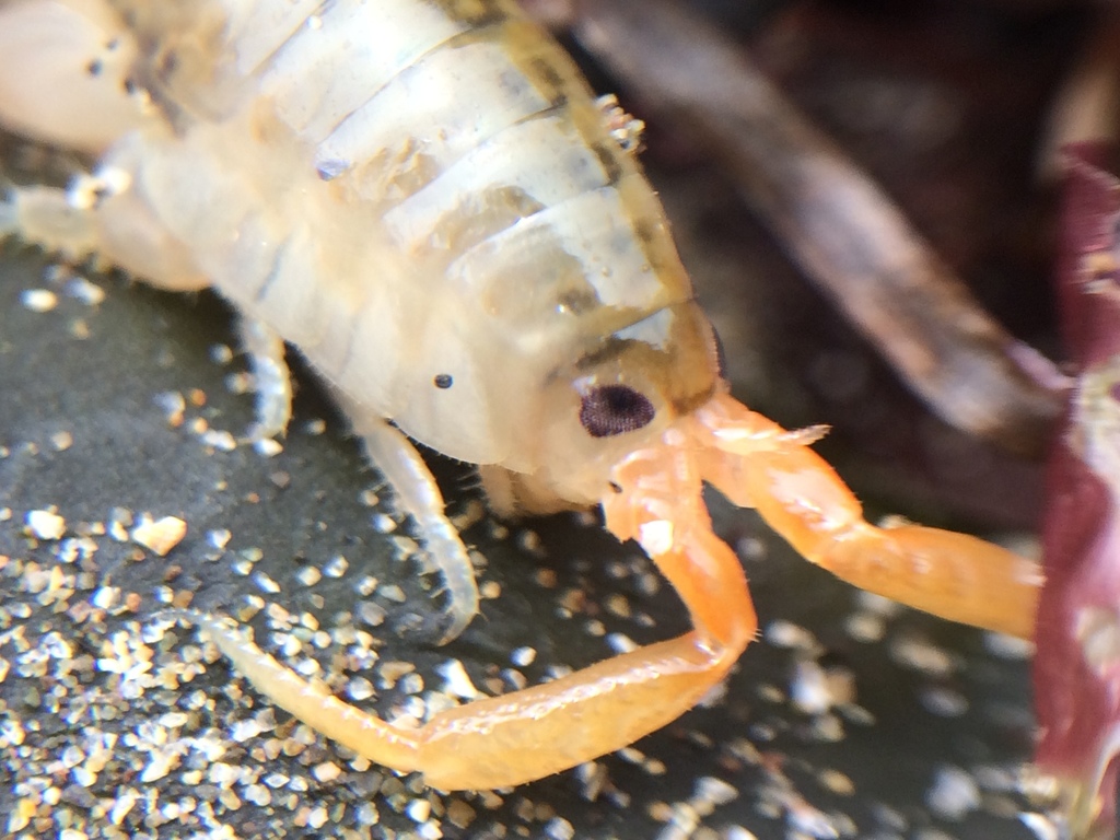 Megalorchestia corniculata
