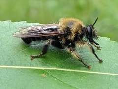 Laphria huron