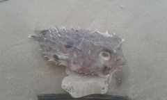 Chilomycterus spinosus