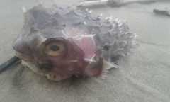 Chilomycterus spinosus