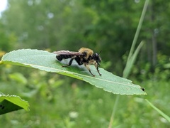 Laphria huron