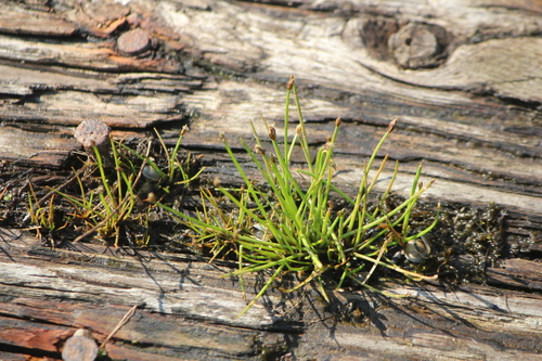 Image of Eleocharis flavescens by (c) Quinten Wiegersma, some rights reserved (CC BY)