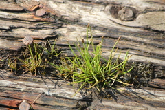 Eleocharis flavescens