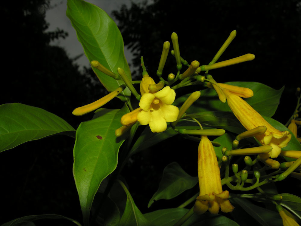 Hamelia macrantha