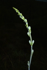 Prochnyanthes mexicana
