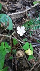 Oxalis montana image