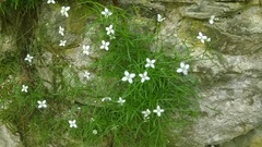 Moehringia muscosa