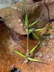 Carex collinsii