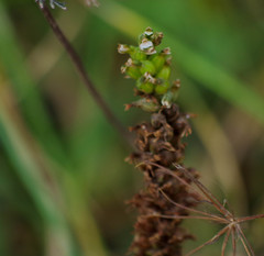 Cyclopogon peruvianus
