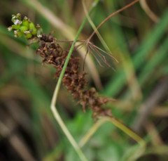 Cyclopogon peruvianus