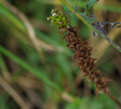 Cyclopogon peruvianus