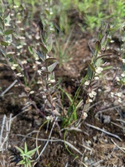 Scutellaria parvula