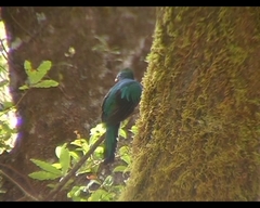 Pharomachrus mocinno costaricensis