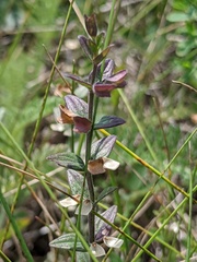 Scutellaria parvula