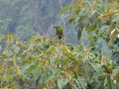 Leptosittaca branickii