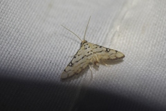 Hileithia rehamalis