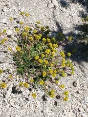 Ivesia gordonii