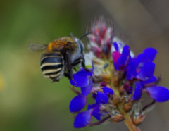 Anthophora pilifrons